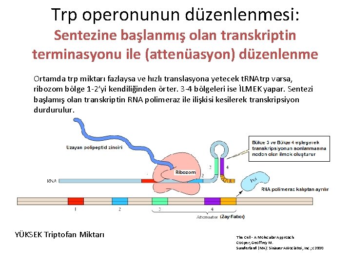 Trp operonunun düzenlenmesi: Sentezine başlanmış olan transkriptin terminasyonu ile (attenüasyon) düzenlenme Ortamda trp miktarı