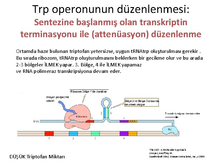 Trp operonunun düzenlenmesi: Sentezine başlanmış olan transkriptin terminasyonu ile (attenüasyon) düzenlenme Ortamda hazır bulunan