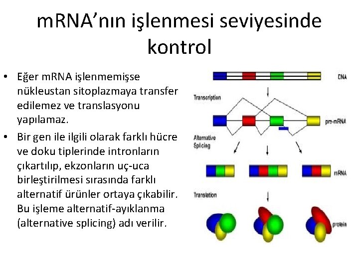 m. RNA’nın işlenmesi seviyesinde kontrol • Eğer m. RNA işlenmemişse nükleustan sitoplazmaya transfer edilemez