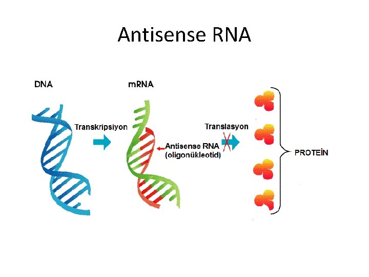 Antisense RNA 