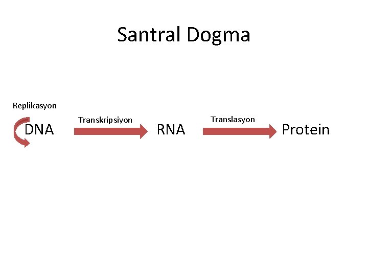 Santral Dogma Replikasyon DNA Transkripsiyon RNA Translasyon Protein Santral Dogma Replikasyon DNA Transkripsiyon RNA Translasyon Protein