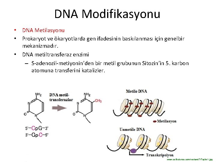 DNA Modifikasyonu • DNA Metilasyonu • Prokaryot ve ökaryotlarda gen ifadesinin baskılanması için genelbir