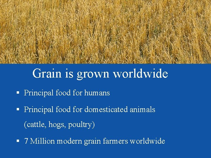 Grain is grown worldwide § Principal food for humans § Principal food for domesticated