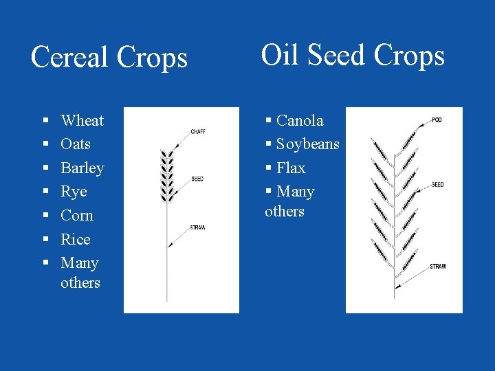 Cereal Crops § § § § Wheat Oats Barley Rye Corn Rice Many others