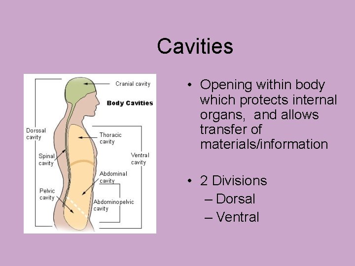 Cavities • Opening within body which protects internal organs, and allows transfer of materials/information