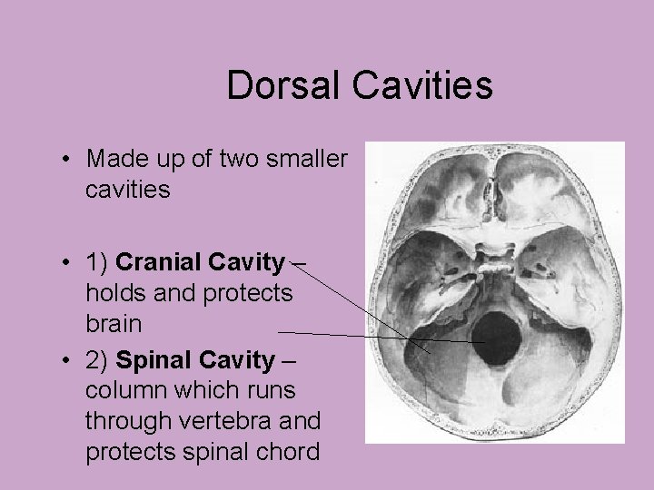 Dorsal Cavities • Made up of two smaller cavities • 1) Cranial Cavity –