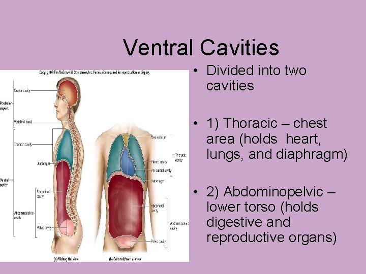 Ventral Cavities • Divided into two cavities • 1) Thoracic – chest area (holds