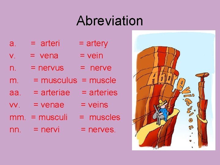 Abreviation a. = arteri = artery v. = vena = vein n. = nervus