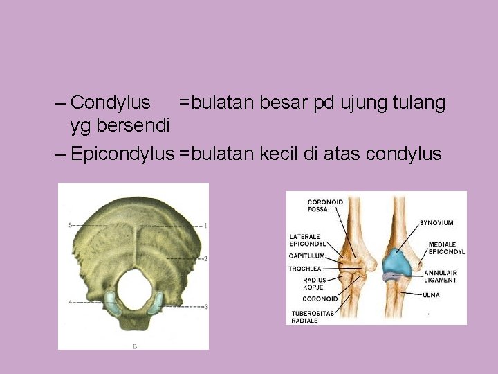 – Condylus =bulatan besar pd ujung tulang yg bersendi – Epicondylus =bulatan kecil di