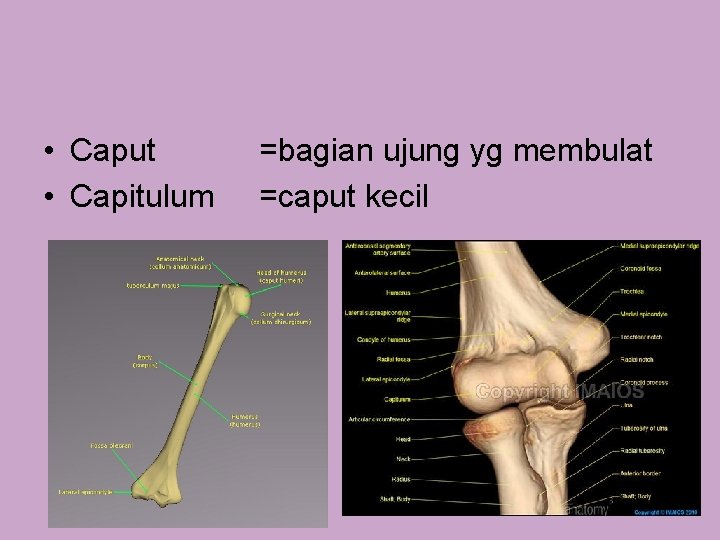  • Caput • Capitulum =bagian ujung yg membulat =caput kecil 