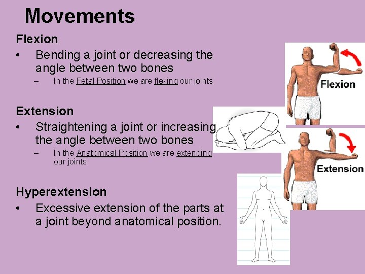 Movements Flexion • Bending a joint or decreasing the angle between two bones –