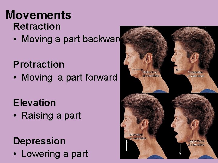 Movements Retraction • Moving a part backward Protraction • Moving a part forward Elevation Movements Retraction • Moving a part backward Protraction • Moving a part forward Elevation