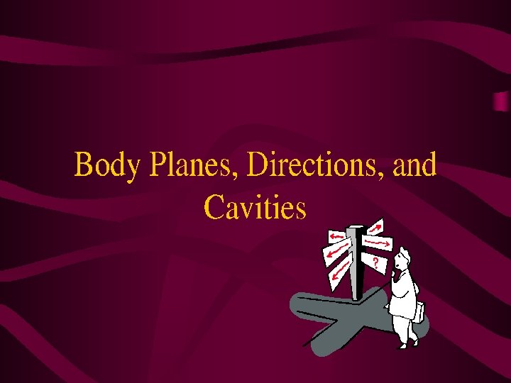 Body Planes, Sections, and Cavitites 
