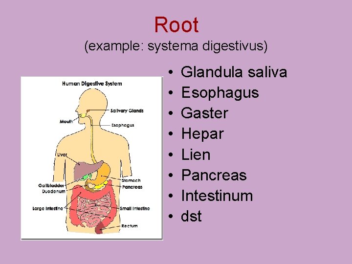Root (example: systema digestivus) • • Glandula saliva Esophagus Gaster Hepar Lien Pancreas Intestinum