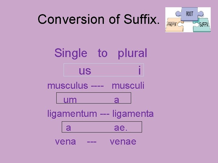 Conversion of Suffix. Single to plural us i musculus ---- musculi um a ligamentum