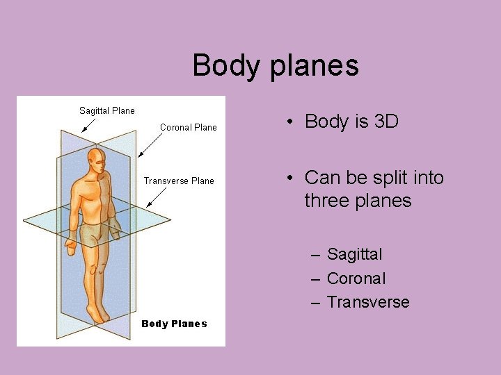 Body planes • Body is 3 D • Can be split into three planes