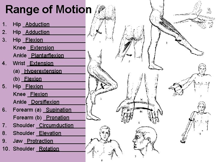 Range of Motion 1. 2. 3. 4. 5. 6. 7. 8. 9. 10. Hip