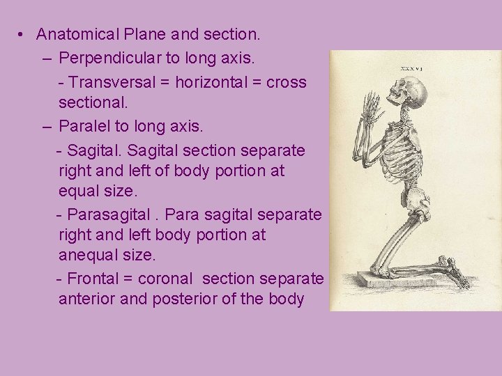  • Anatomical Plane and section. – Perpendicular to long axis. - Transversal =