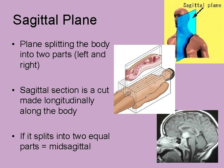 Sagittal Plane • Plane splitting the body into two parts (left and right) • Sagittal Plane • Plane splitting the body into two parts (left and right) •