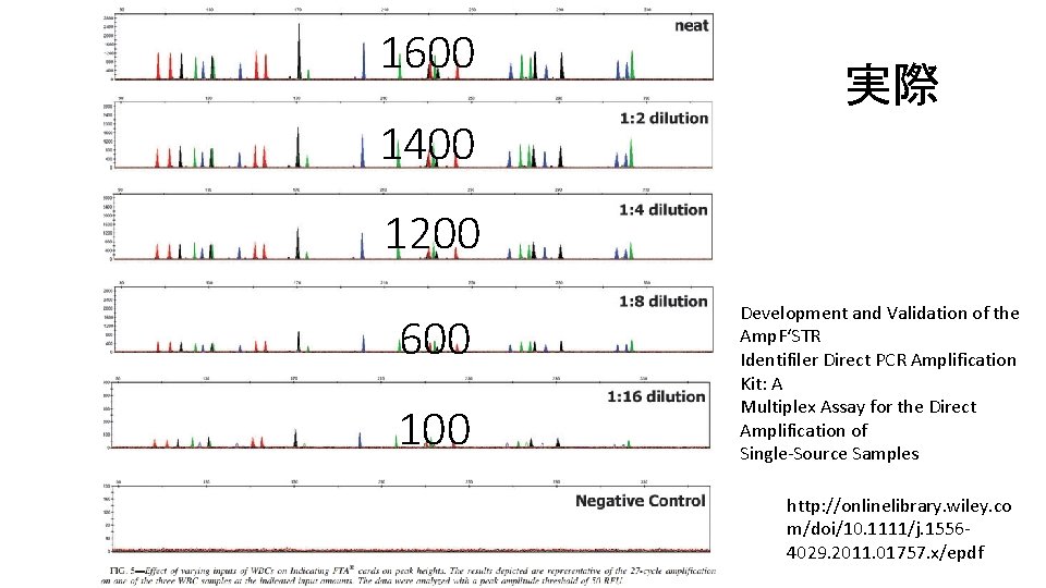 1600 実際 1400 1200 600 100 Development and Validation of the Amp. F‘STR Identifiler