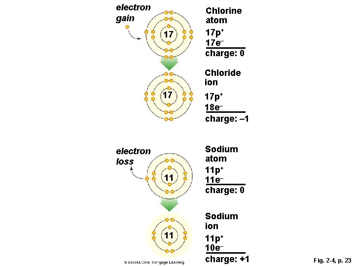 electron gain 17 Chlorine atom 17 p+ 17 e– charge: 0 Chloride ion 17