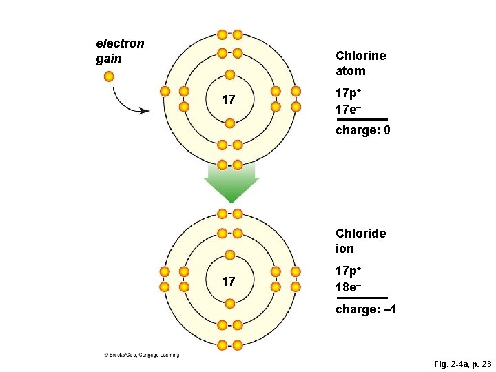 electron gain Chlorine atom 17 17 p+ 17 e– charge: 0 Chloride ion 17