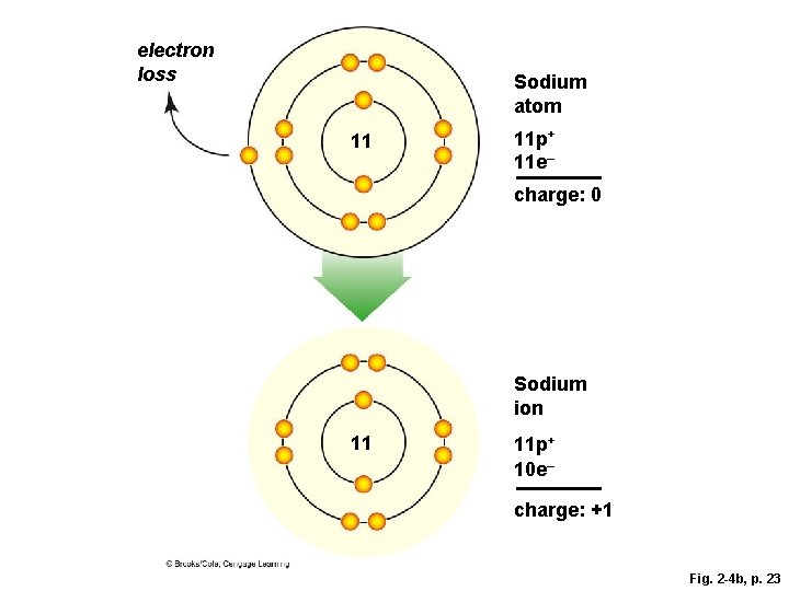 electron loss Sodium atom 11 11 p+ 11 e– charge: 0 Sodium ion 11