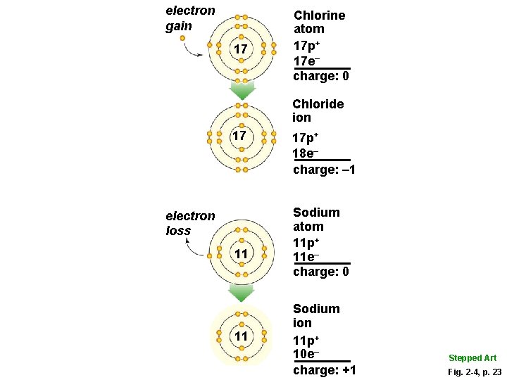 electron gain 17 Chlorine atom 17 p+ 17 e– charge: 0 Chloride ion 17