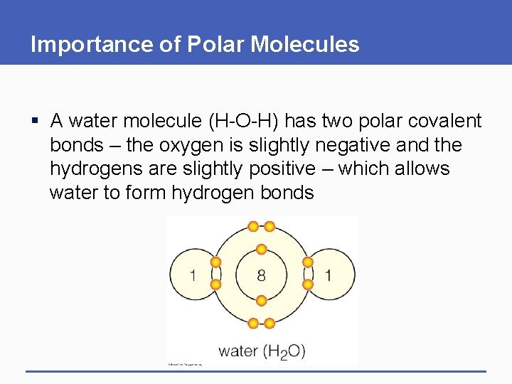 Importance of Polar Molecules § A water molecule (H-O-H) has two polar covalent bonds Importance of Polar Molecules § A water molecule (H-O-H) has two polar covalent bonds