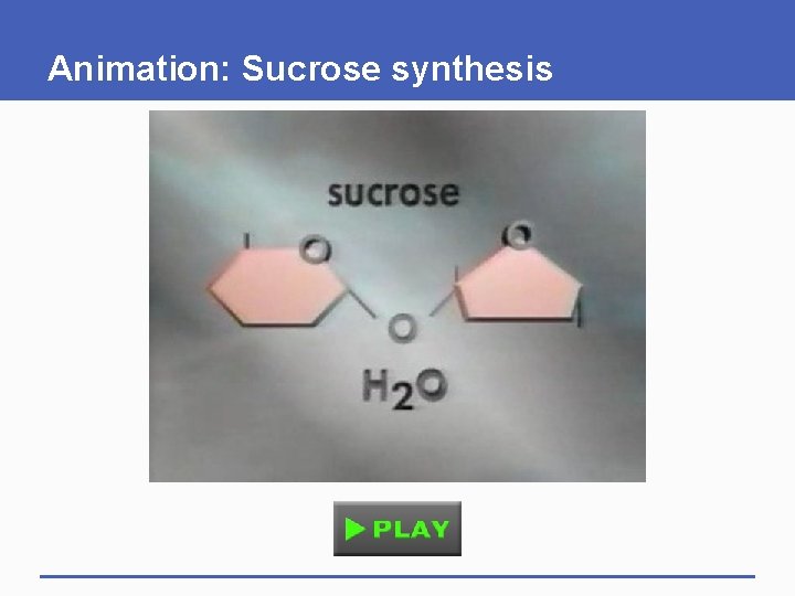 Animation: Sucrose synthesis 
