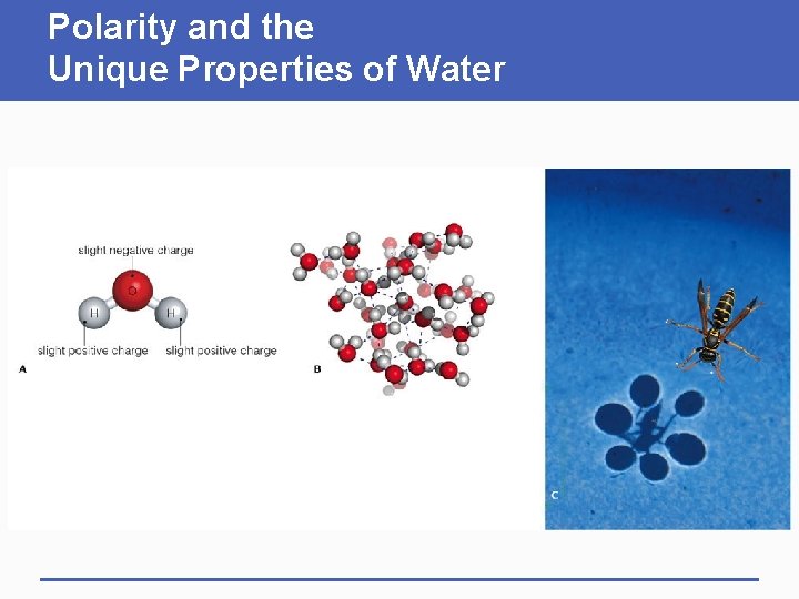 Polarity and the Unique Properties of Water 
