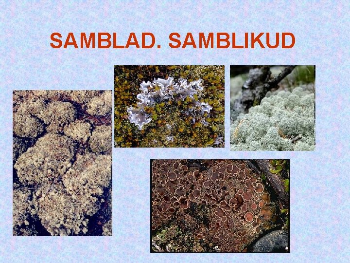 SAMBLAD. SAMBLIKUD SAMBLAD. SAMBLIKUD