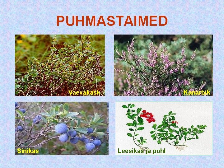 PUHMASTAIMED Vaevakask Sinikas Kanarbik Leesikas ja pohl PUHMASTAIMED Vaevakask Sinikas Kanarbik Leesikas ja pohl