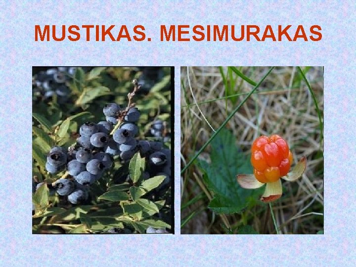 MUSTIKAS. MESIMURAKAS MUSTIKAS. MESIMURAKAS