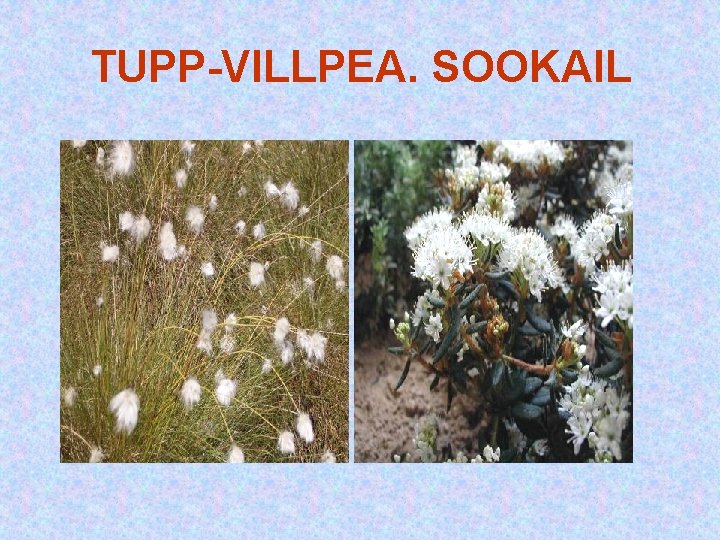 TUPP-VILLPEA. SOOKAIL TUPP-VILLPEA. SOOKAIL