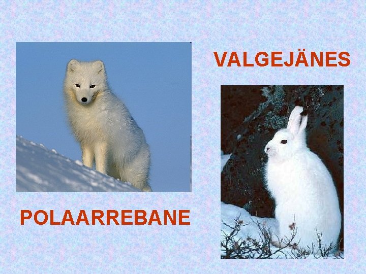 VALGEJÄNES POLAARREBANE VALGEJÄNES POLAARREBANE