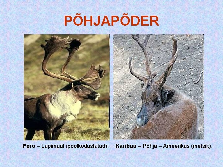 PÕHJAPÕDER Poro – Lapimaal (poolkodustatud). Karibuu – Põhja – Ameerikas (metsik). PÕHJAPÕDER Poro – Lapimaal (poolkodustatud). Karibuu – Põhja – Ameerikas (metsik).