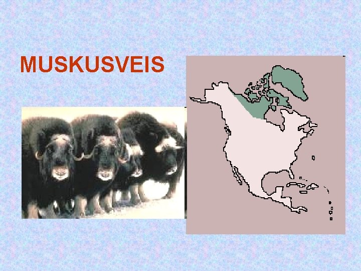 MUSKUSVEIS MUSKUSVEIS
