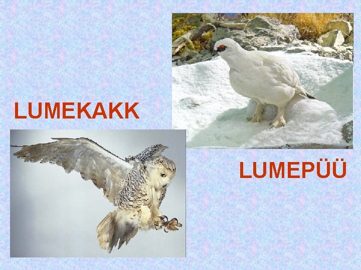 LUMEKAKK LUMEPÜÜ LUMEKAKK LUMEPÜÜ