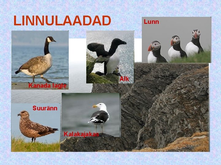 LINNULAADAD Lunn Alk Kanada lagle Suuränn Kalakajakas LINNULAADAD Lunn Alk Kanada lagle Suuränn Kalakajakas