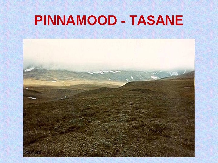 PINNAMOOD - TASANE PINNAMOOD - TASANE