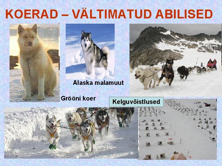 KOERAD – VÄLTIMATUD ABILISED Alaska malamuut Grööni koer Kelguvõistlused KOERAD – VÄLTIMATUD ABILISED Alaska malamuut Grööni koer Kelguvõistlused