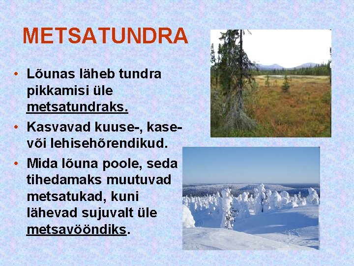 METSATUNDRA • Lõunas läheb tundra pikkamisi üle metsatundraks. • Kasvavad kuuse-, kase- või lehisehõrendikud. METSATUNDRA • Lõunas läheb tundra pikkamisi üle metsatundraks. • Kasvavad kuuse-, kase- või lehisehõrendikud.