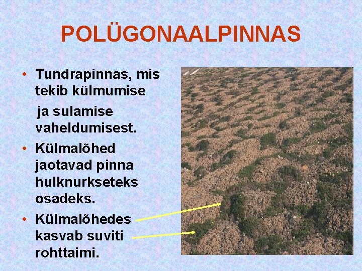 POLÜGONAALPINNAS • Tundrapinnas, mis tekib külmumise ja sulamise vaheldumisest. • Külmalõhed jaotavad pinna hulknurkseteks POLÜGONAALPINNAS • Tundrapinnas, mis tekib külmumise ja sulamise vaheldumisest. • Külmalõhed jaotavad pinna hulknurkseteks