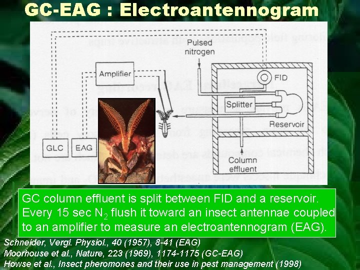 GC-EAG : Electroantennogram GC column effluent is split between FID and a reservoir. Every