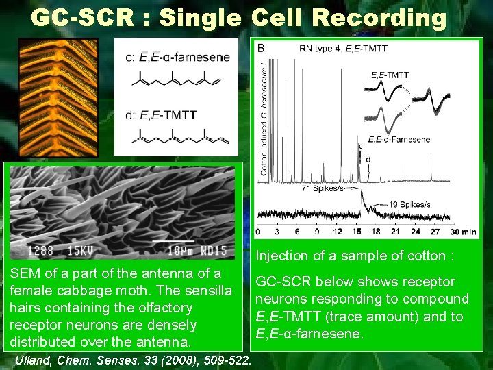 GC-SCR : Single Cell Recording Injection of a sample of cotton : SEM of