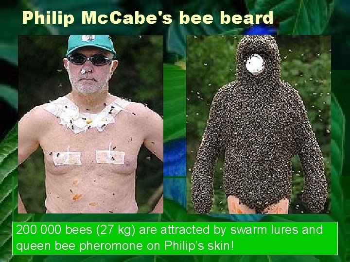 Philip Mc. Cabe's bee beard 200 000 bees (27 kg) are attracted by swarm