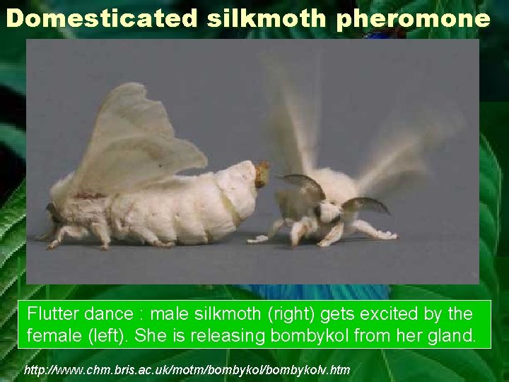 Domesticated silkmoth pheromone Flutter dance : male silkmoth (right) gets excited by the female