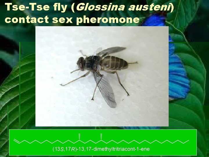 Tse-Tse fly (Glossina austeni) contact sex pheromone 