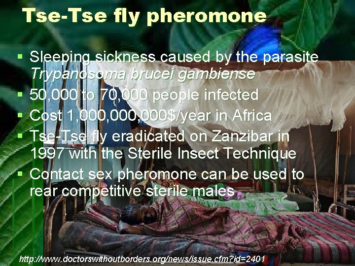 Tse-Tse fly pheromone § Sleeping sickness caused by the parasite Trypanosoma brucei gambiense §